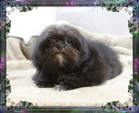 Tiny little male chinese imperial shih tzu puppies for sale small teacup